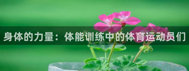 MK体育官方正版app官方：身体的力量：体能训练中的体育运动
