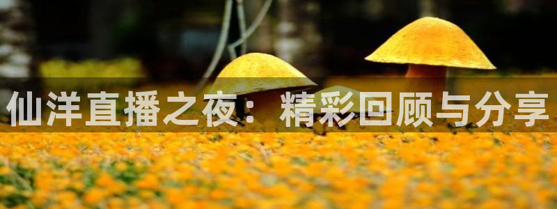 上海五星体育app官网：仙洋直播之夜：精彩回顾与分享